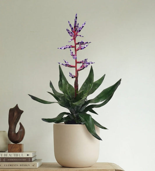 Blue Rain Bromelia