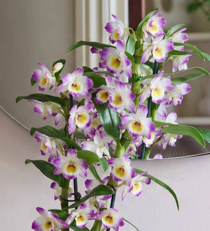 Pink Bamboo Orchid